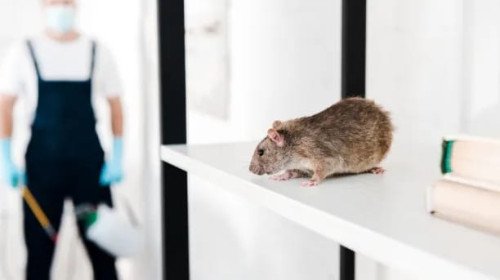 🐀 Rodent Control